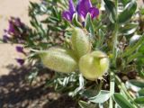 Oxytropis tragacanthoides. Созревающие плоды. Республика Тыва, Эрзинский р-н, низовье р. Нарын, склон песчаного оврага. 23.07.2018.