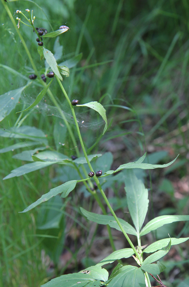 Image of Cardamine bulbifera specimen.