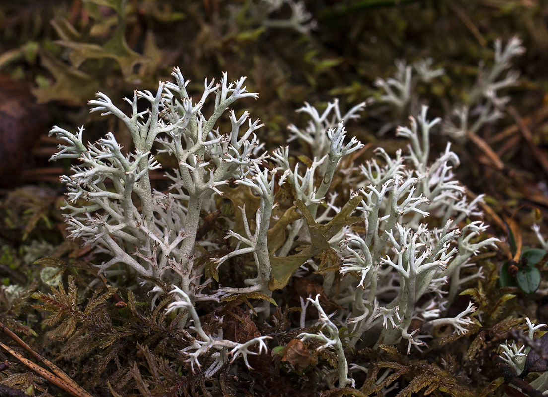 Image of Cladonia rangiferina specimen.