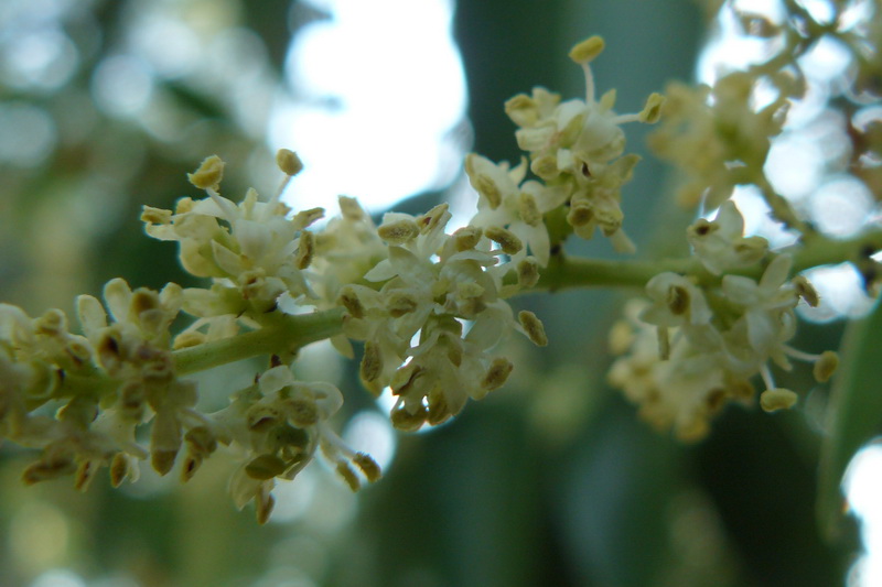 Image of Ligustrum lucidum specimen.