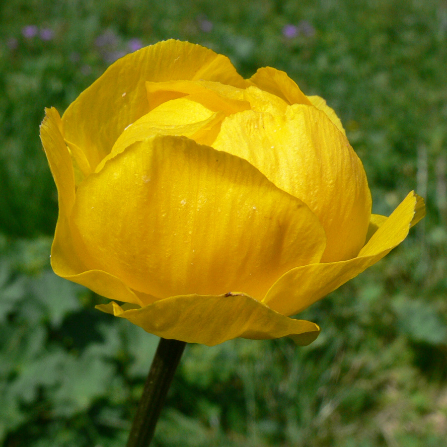 Изображение особи Trollius europaeus.