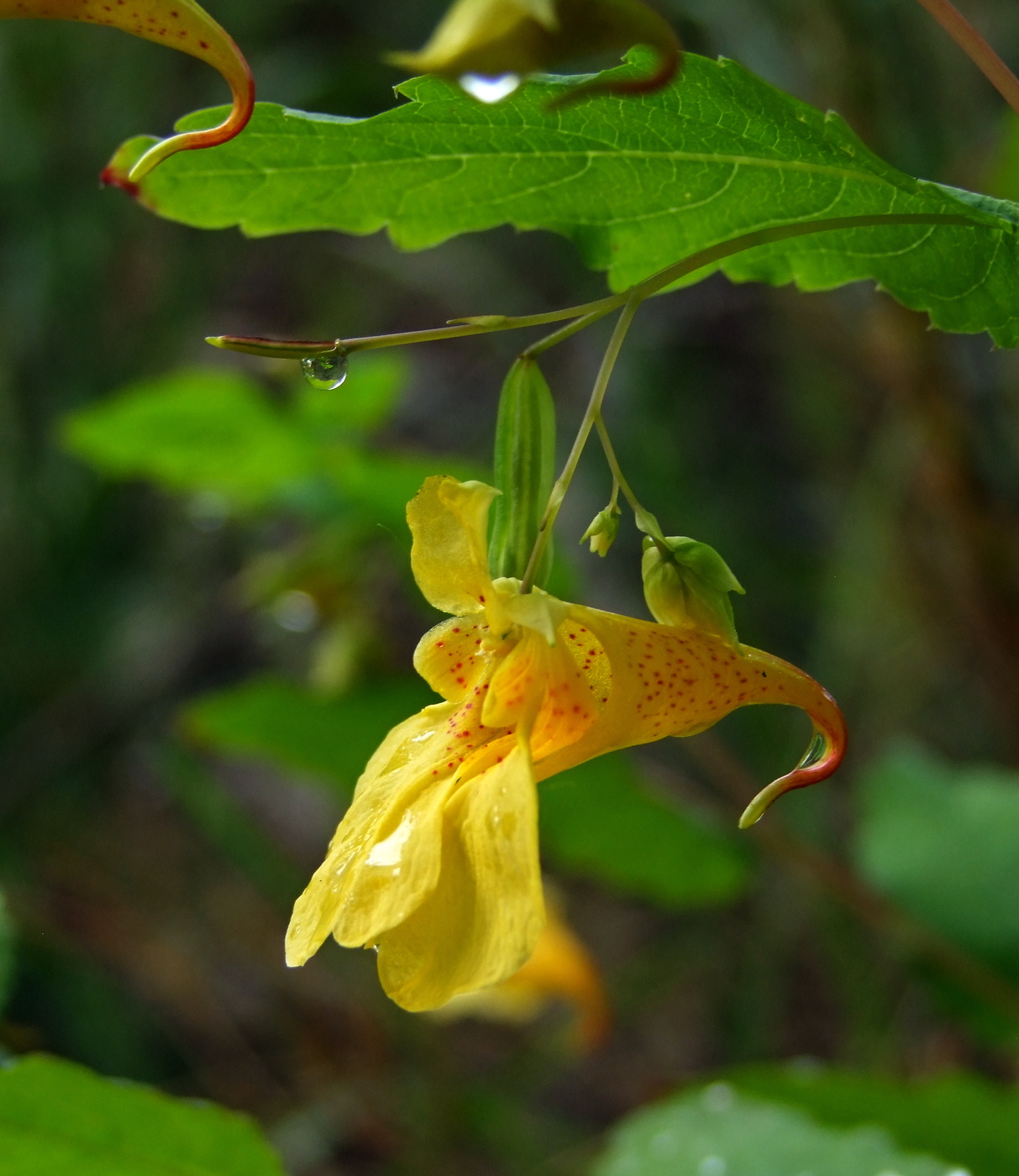 Изображение особи Impatiens noli-tangere.