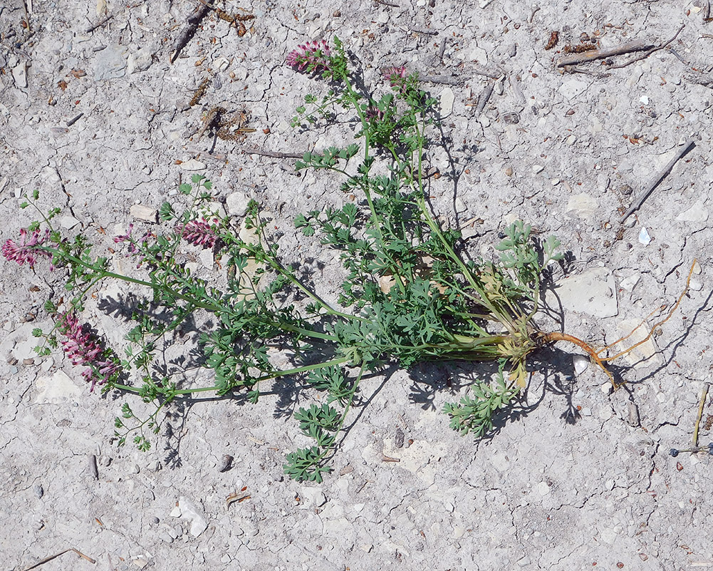 Image of Fumaria officinalis specimen.