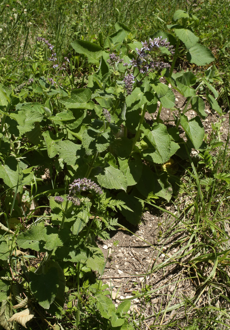 Image of Salvia verticillata specimen.