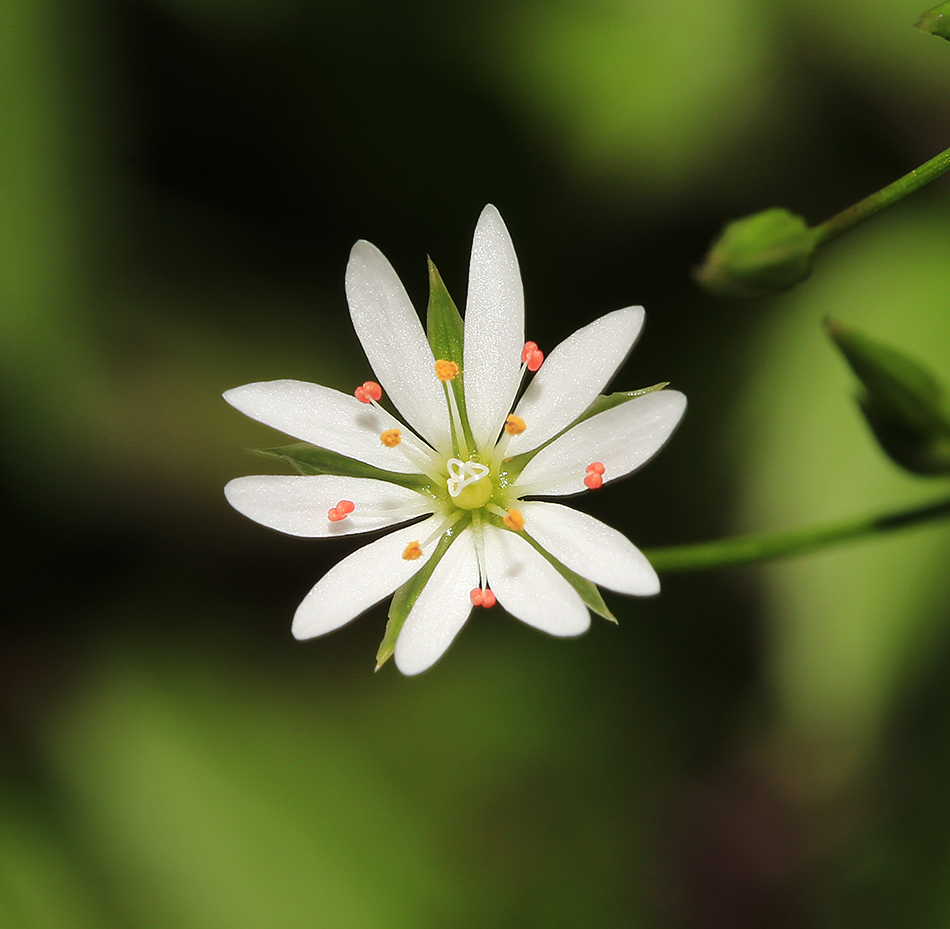 Image of Stellaria graminea specimen.