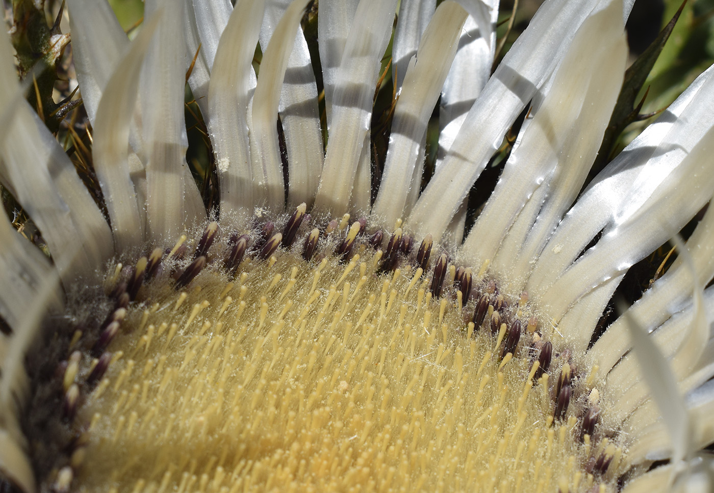 Image of Carlina acaulis ssp. caulescens specimen.