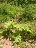 Heracleum scabrum. Зацветающее растение. Адыгея, Кавказский биосферный заповедник, Азишский перевал, ≈ 2150 м н.у.м., субальпийский луг. 19.07.2015.