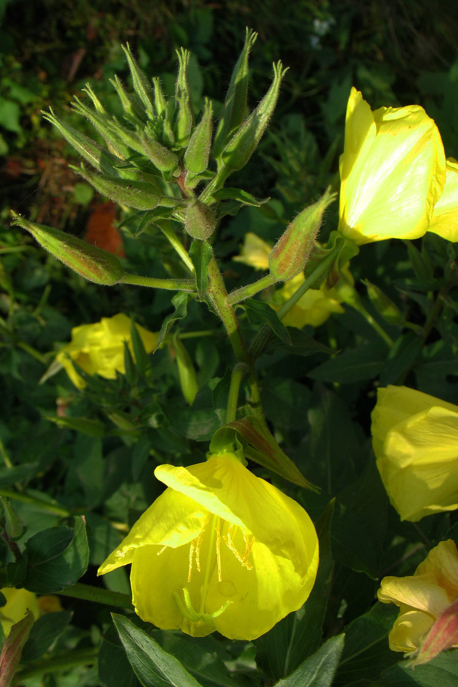 Image of Oenothera glazioviana specimen.