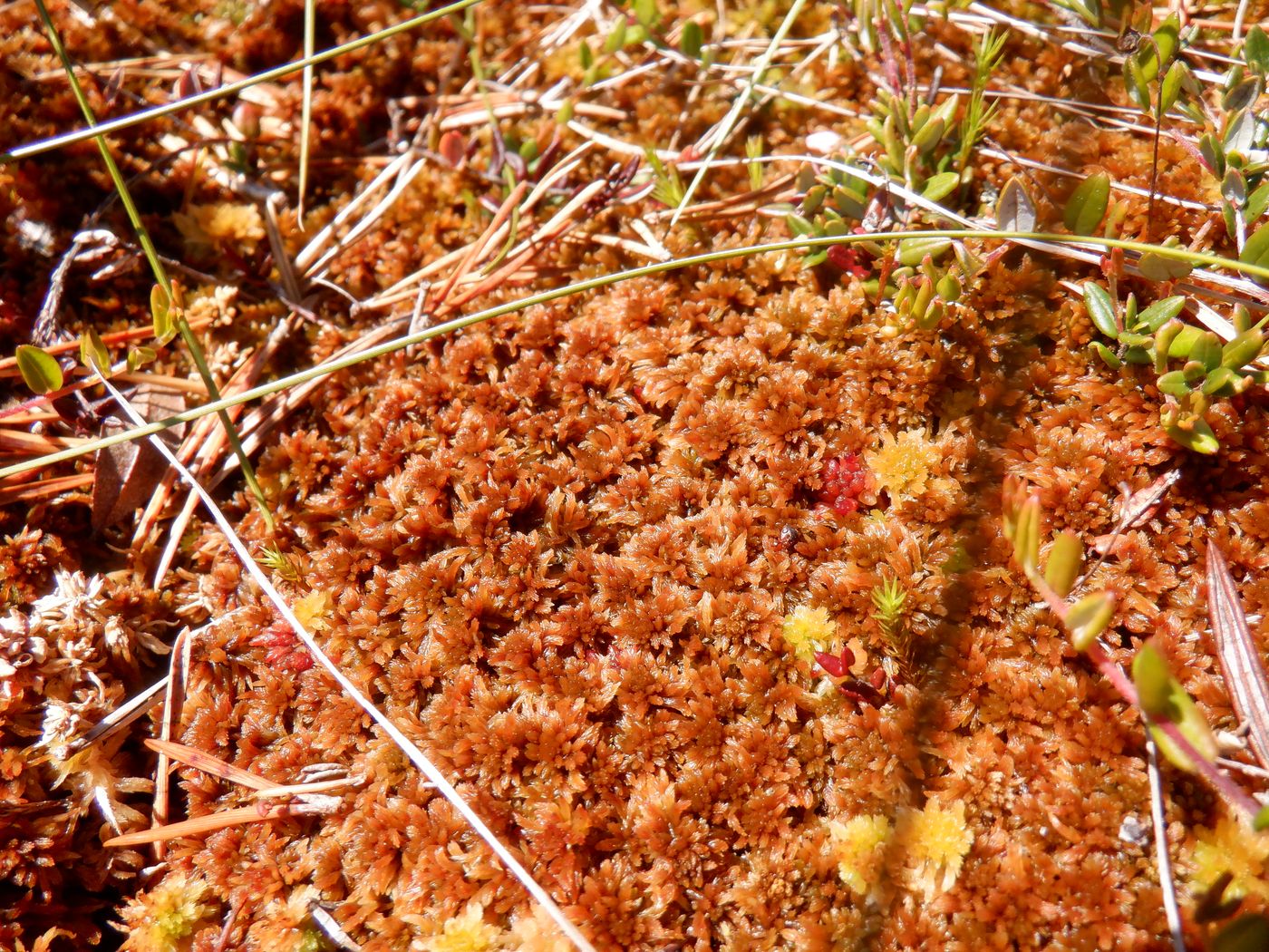 Image of Sphagnum fuscum specimen.