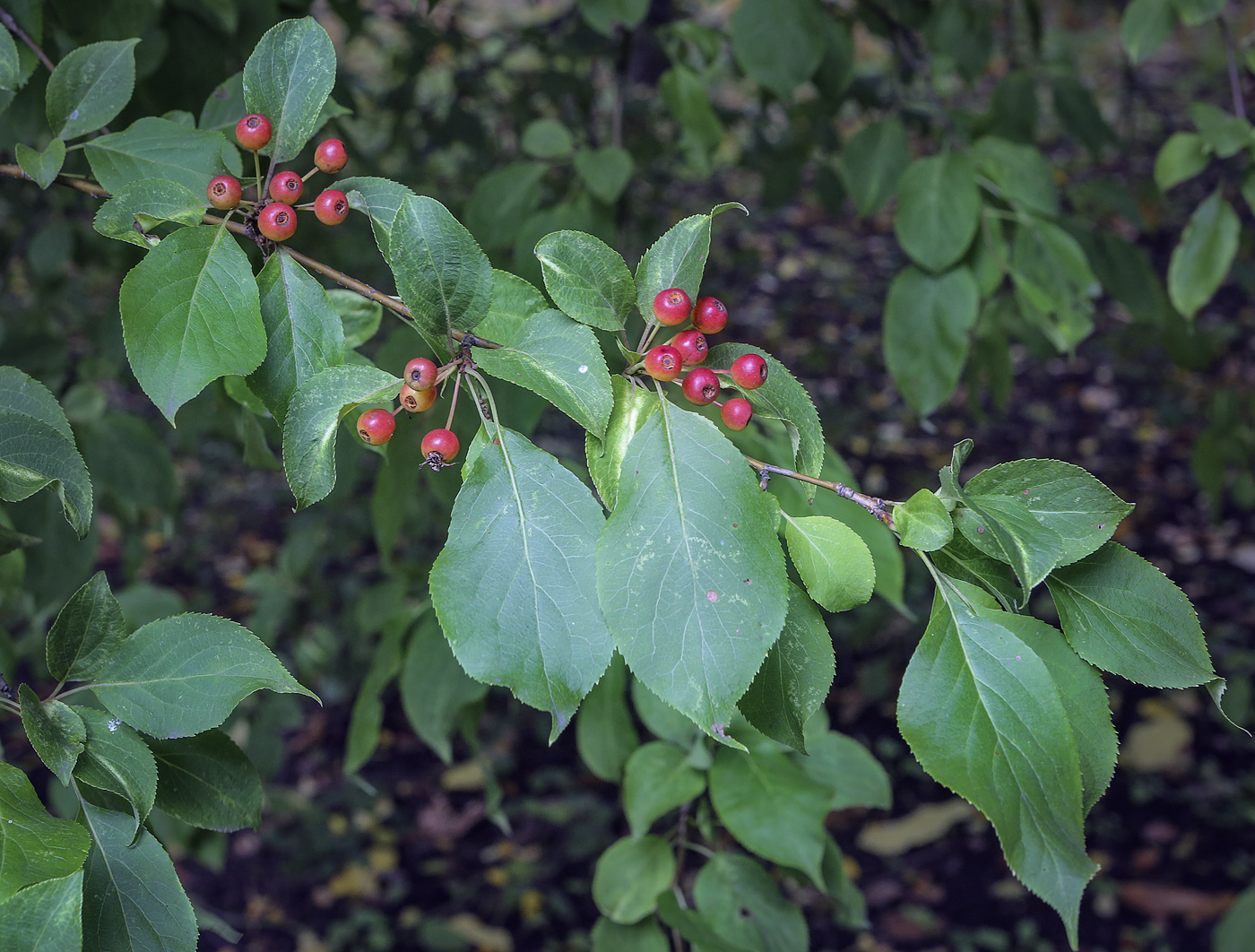 Image of genus Malus specimen.