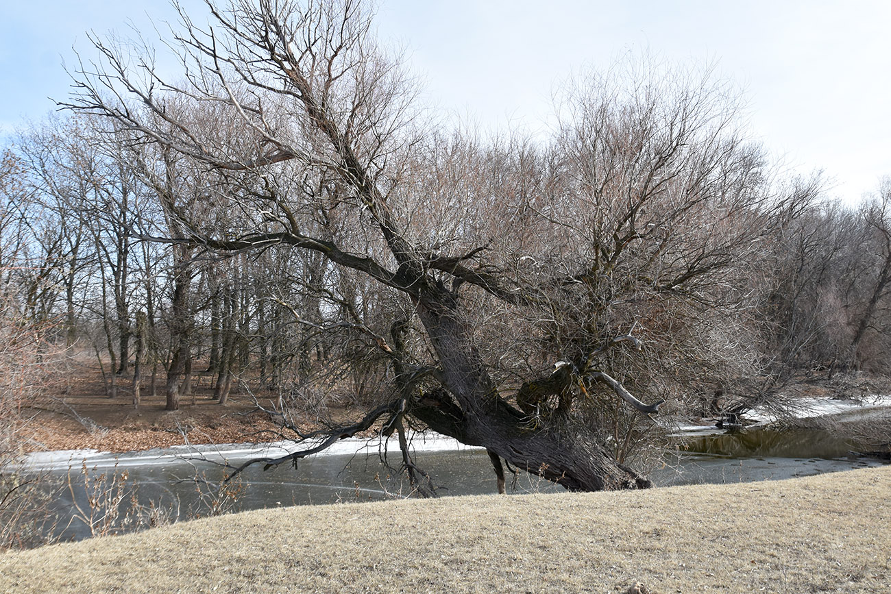 Image of Salix alba specimen.