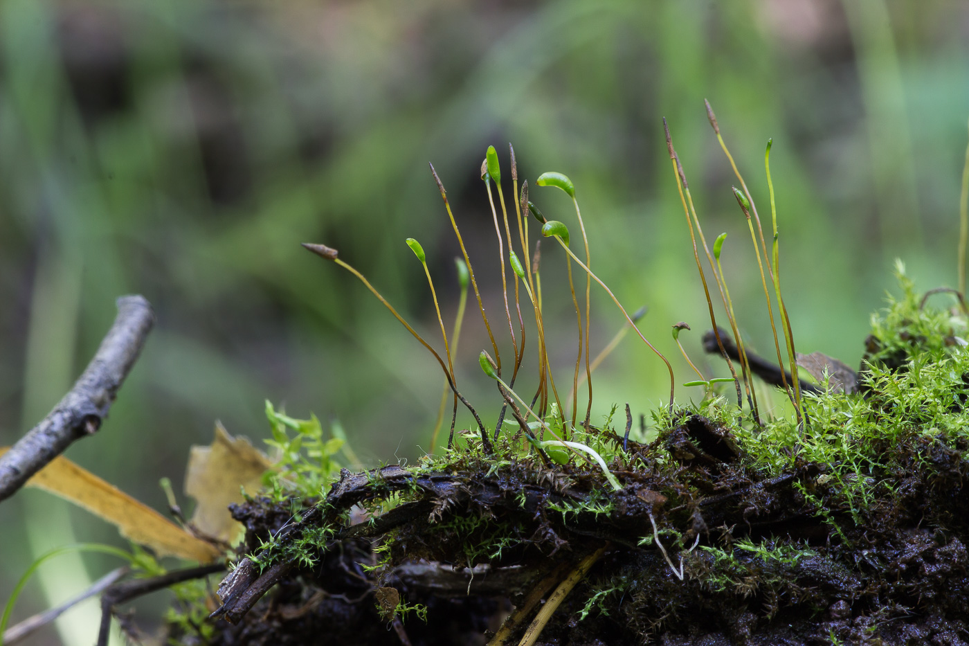 Image of class Bryopsida specimen.