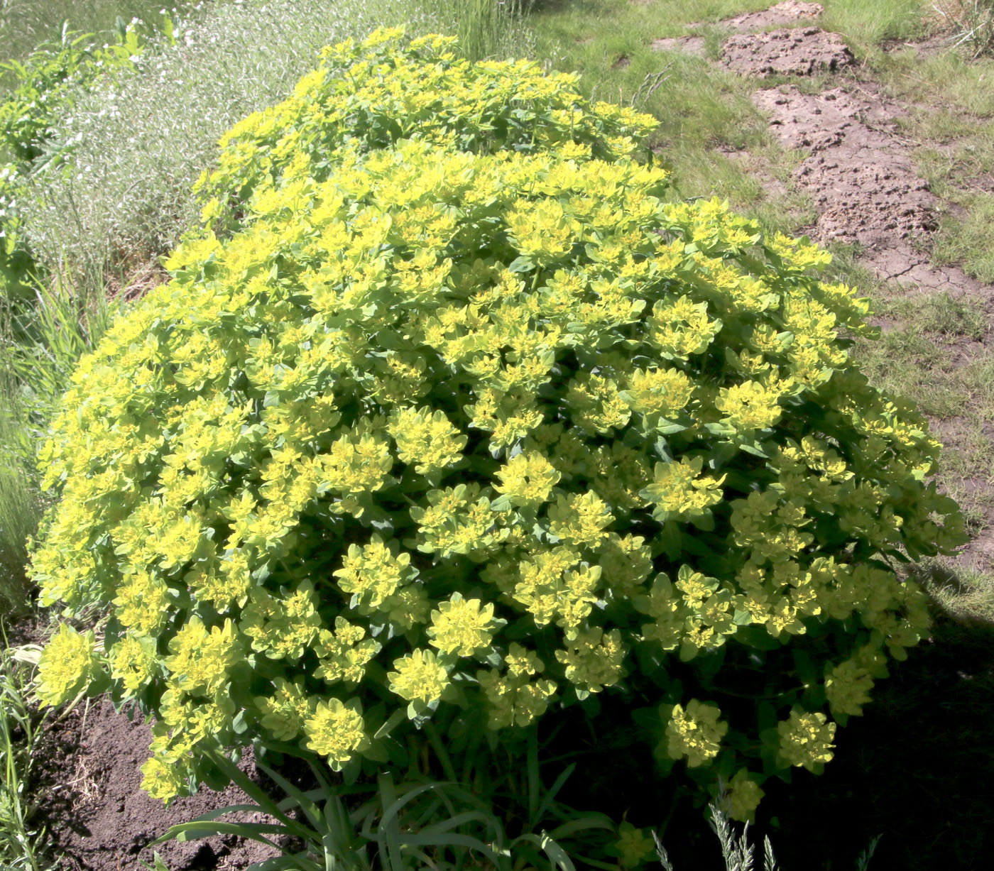 Image of Euphorbia epithymoides specimen.