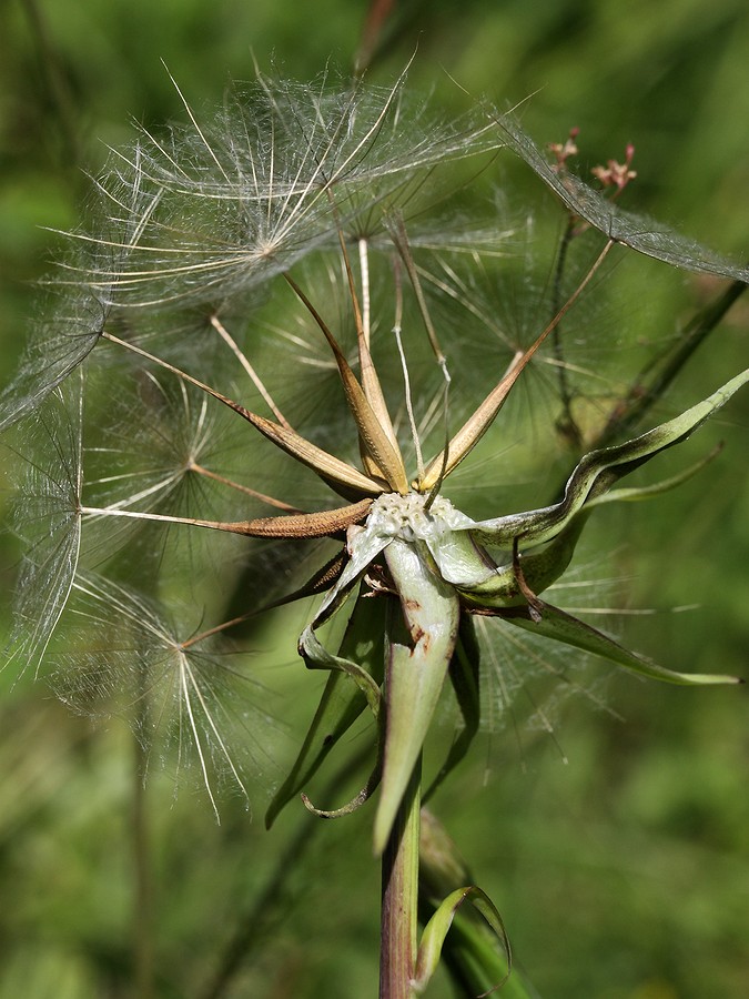 Изображение особи Tragopogon pratensis.