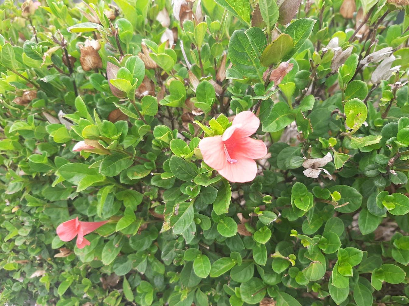 Image of Barleria repens specimen.