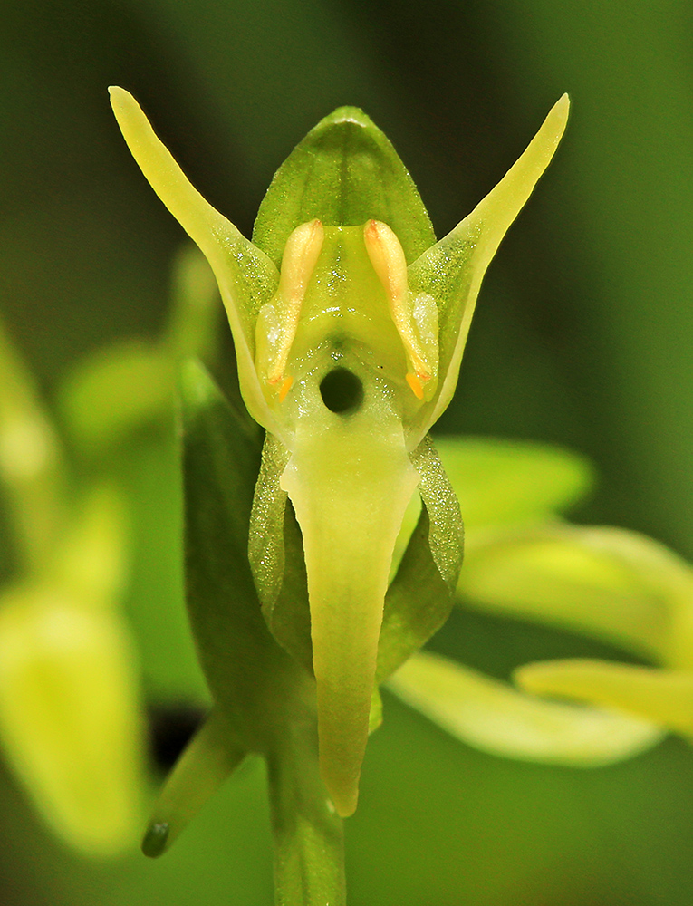 Image of Platanthera &times; inouei specimen.