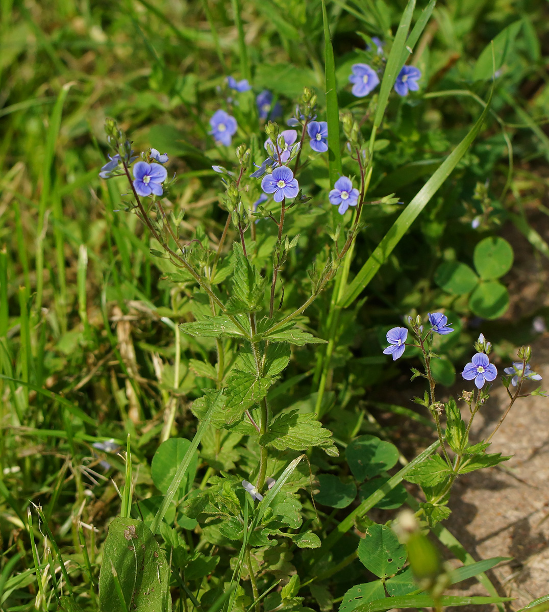 Image of Veronica chamaedrys specimen.