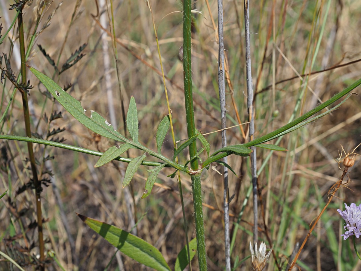 Image of Cephalaria transsylvanica specimen.