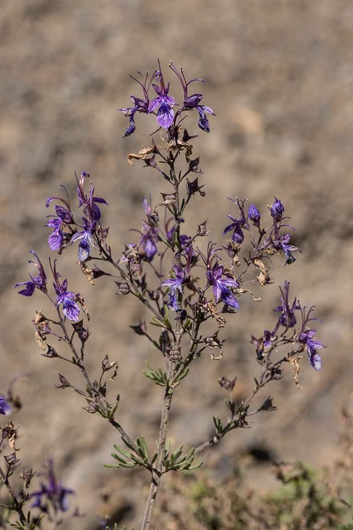 Image of Teucrium orientale specimen.