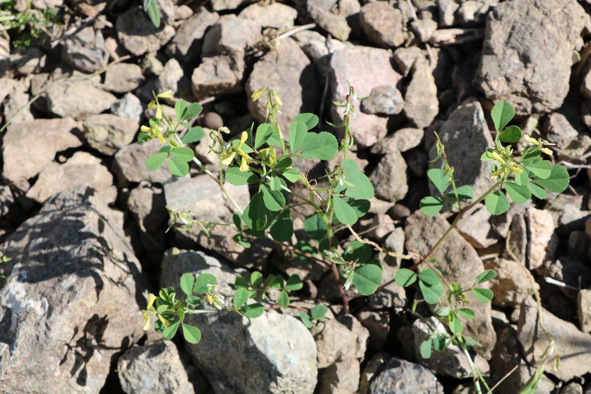 Image of Trigonella grandiflora specimen.