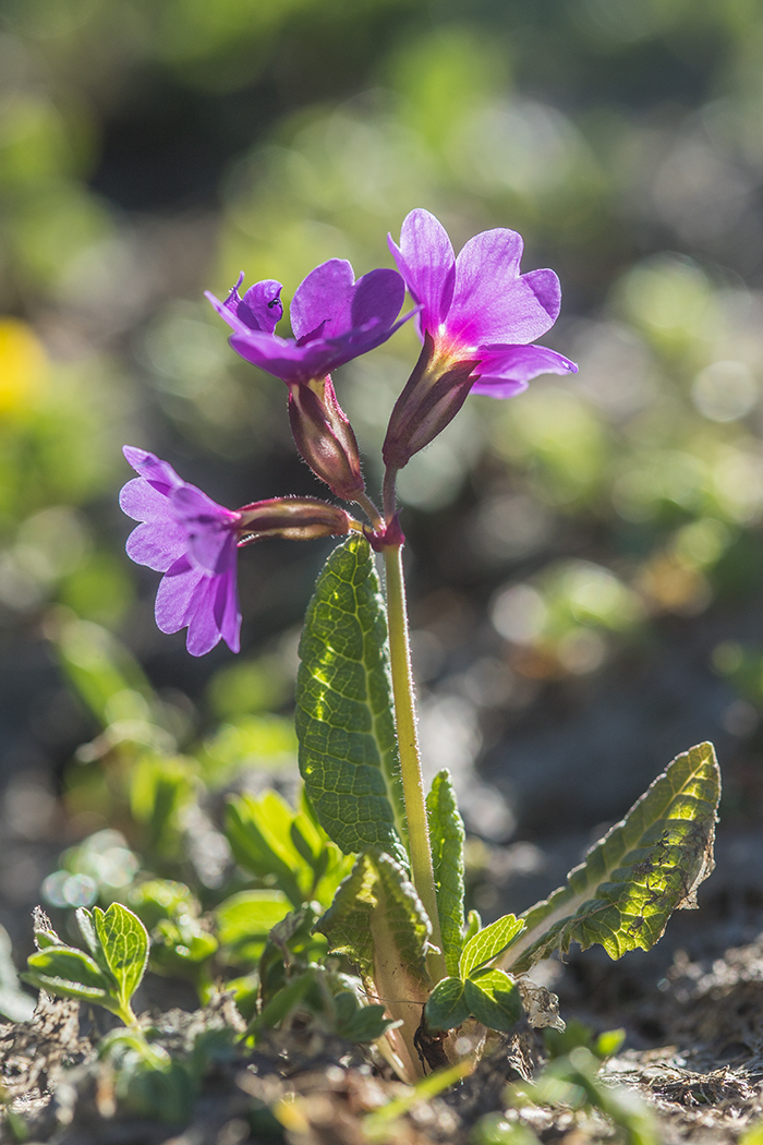 Image of Primula amoena specimen.