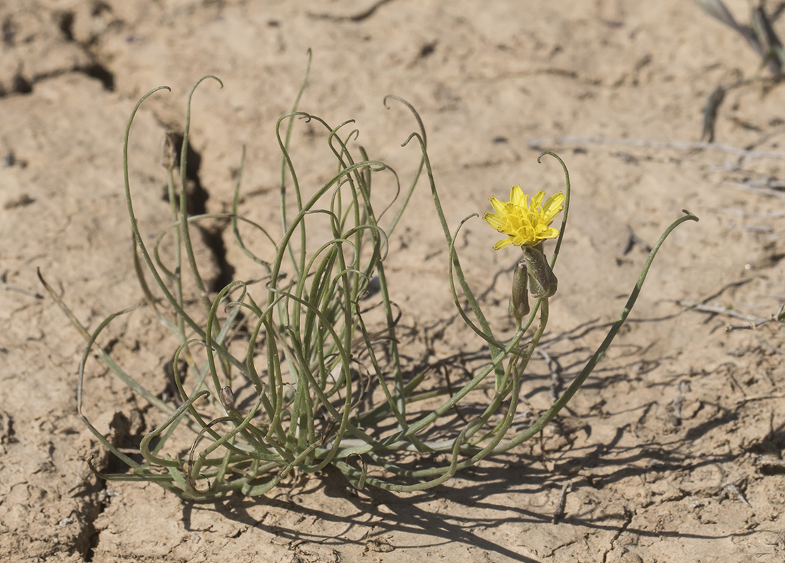 Image of Takhtajaniantha pusilla specimen.