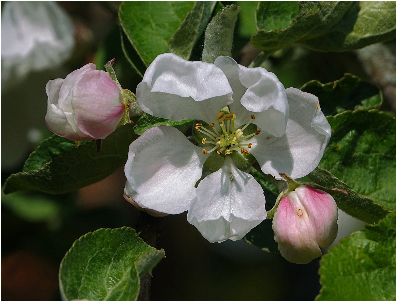 Изображение особи Malus domestica.