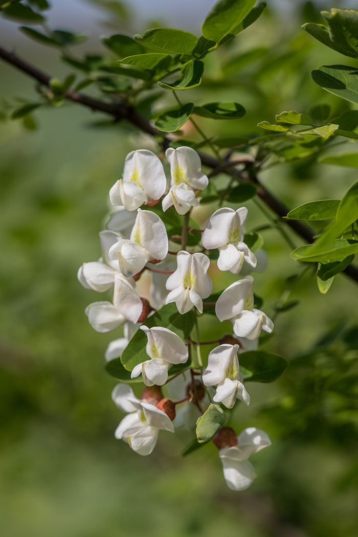 Image of Robinia pseudoacacia specimen.