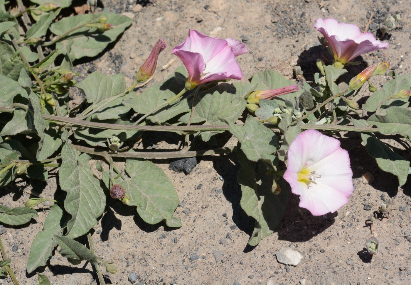 Image of Convolvulus arvensis specimen.