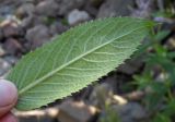 Смотреть изображение Mentha longifolia