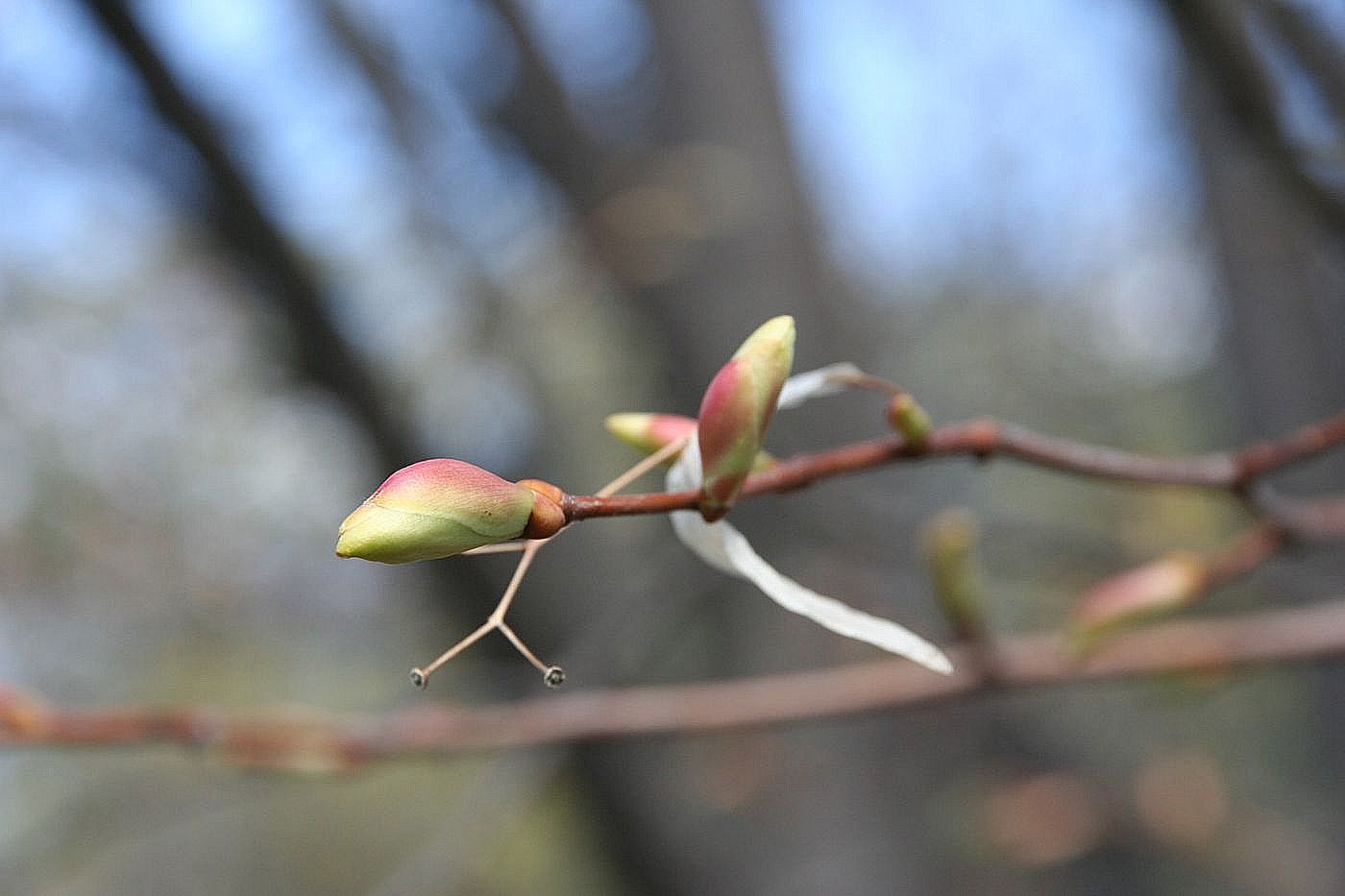 Image of Tilia platyphyllos specimen.