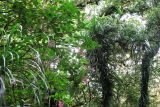 genus Medinilla. Цветущее растение. Филиппины, провинция Кесон, муниципалитет Канделария, заповедник \"Mount Banahaw de Lucban\". 12.11.2008.