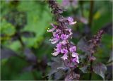 Ocimum basilicum