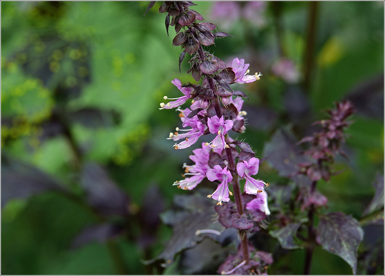 Изображение особи Ocimum basilicum.