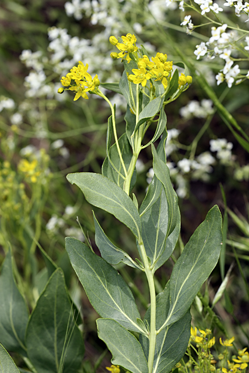 Image of Haplophyllum latifolium specimen.