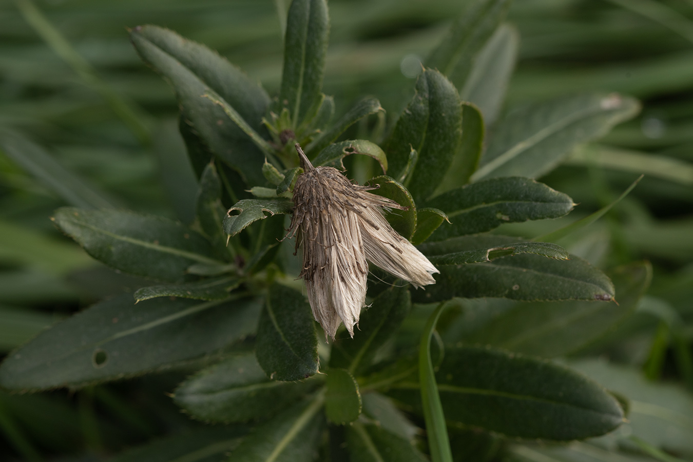 Изображение особи Cirsium setosum.