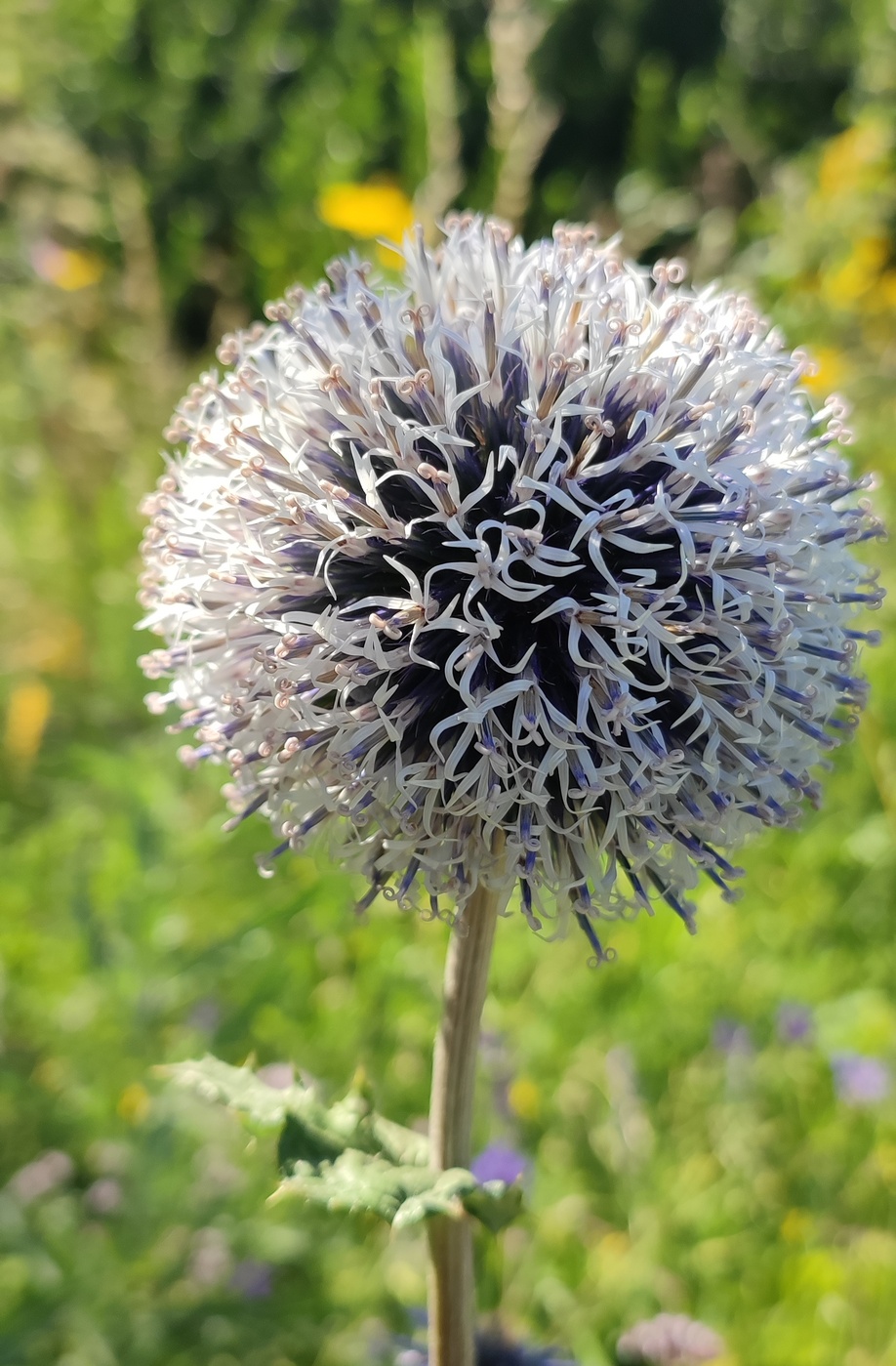 Изображение особи Echinops chantavicus.