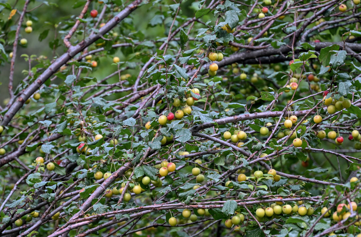 Image of genus Prunus specimen.