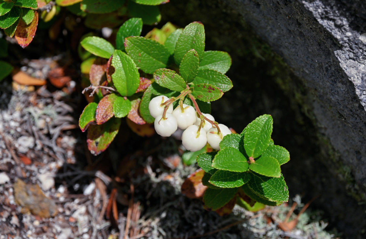 Image of Gaultheria miqueliana specimen.