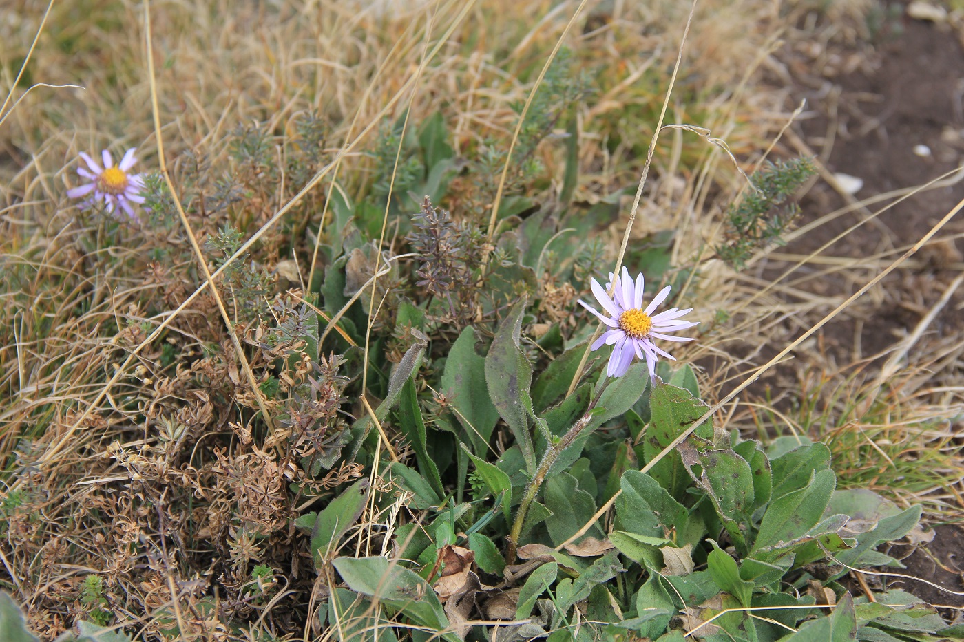 Изображение особи Aster bessarabicus.