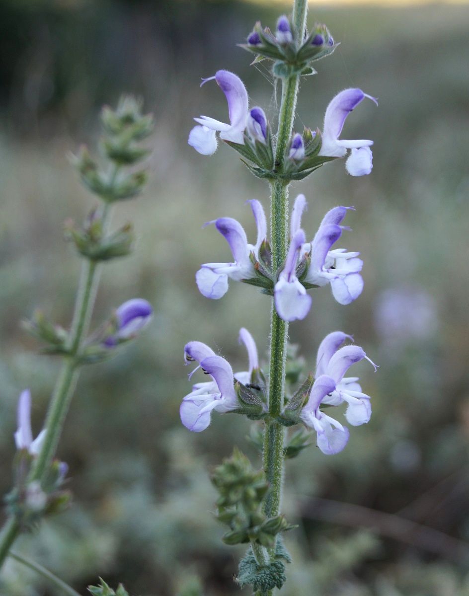 Image of Salvia virgata specimen.