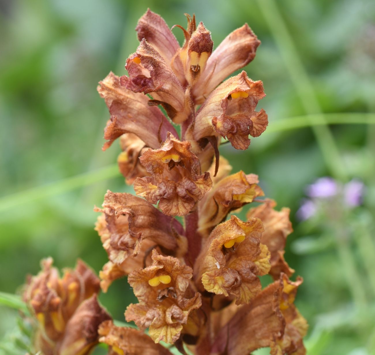 Image of Orobanche alba ssp. xanthostigma specimen.