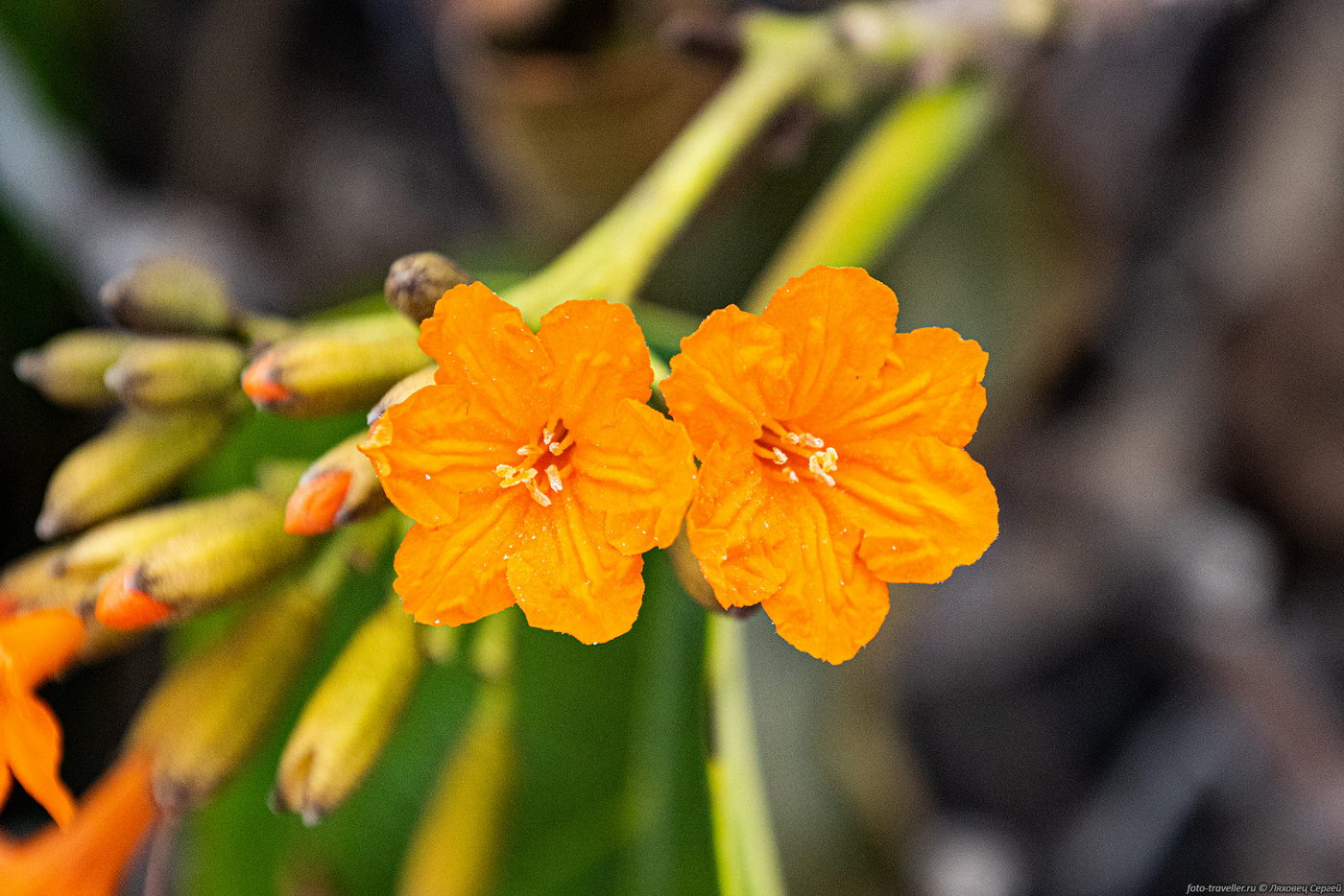 Image of Cordia subcordata specimen.