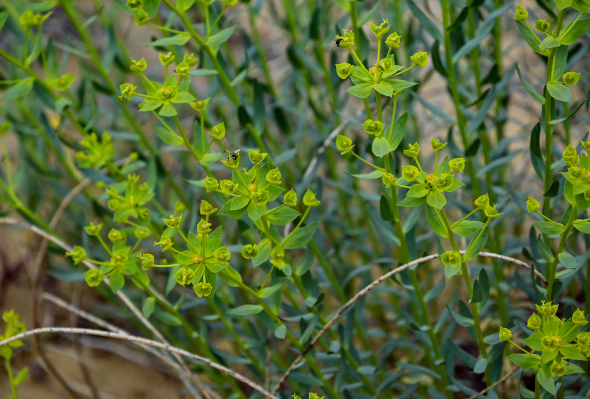 Изображение особи Euphorbia seguieriana.