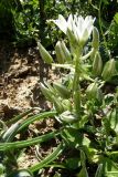 Ornithogalum fimbriatum. Цветущее растение. Крым, Южный берег, гора Кастель. 13 апреля 2009 г.