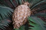 genus Cycas. Микростробил (?) и основания листьев. Марокко, обл. Марракеш - Сафи, г. Марракеш, в культуре. 31.12.2022.