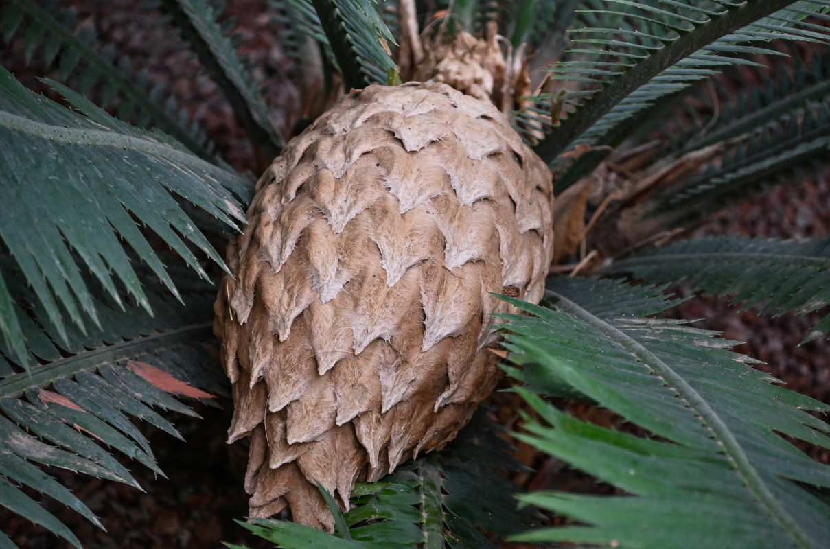 Image of genus Cycas specimen.