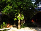 Epipremnum aureum. Нижняя часть растения, опирающаяся на ствол дерева. Таиланд, о-в Пхукет, курорт Ката, двор гостиницы. 14.01.2017.