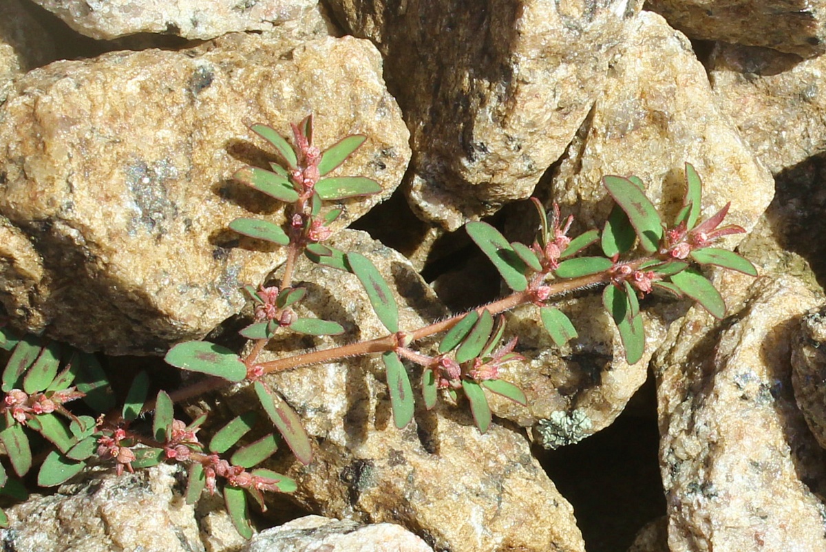 Изображение особи Euphorbia maculata.