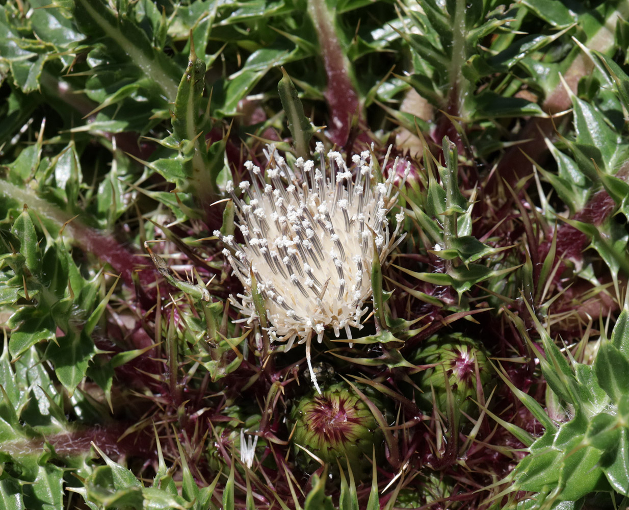 Изображение особи Cirsium esculentum.